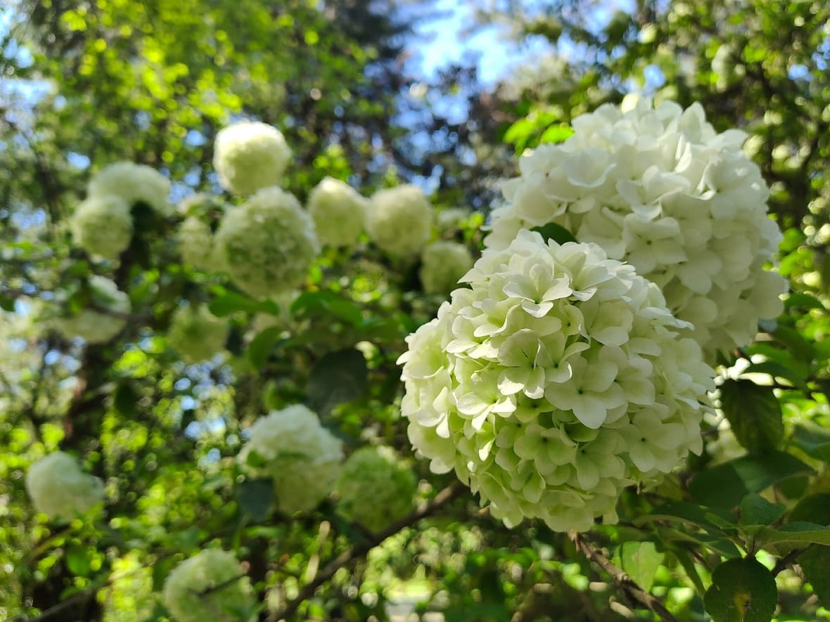 Японская калина
